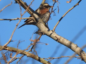 Dusky Thrush Ooaso Wild Bird Forest Park Sat, 3/9/2024