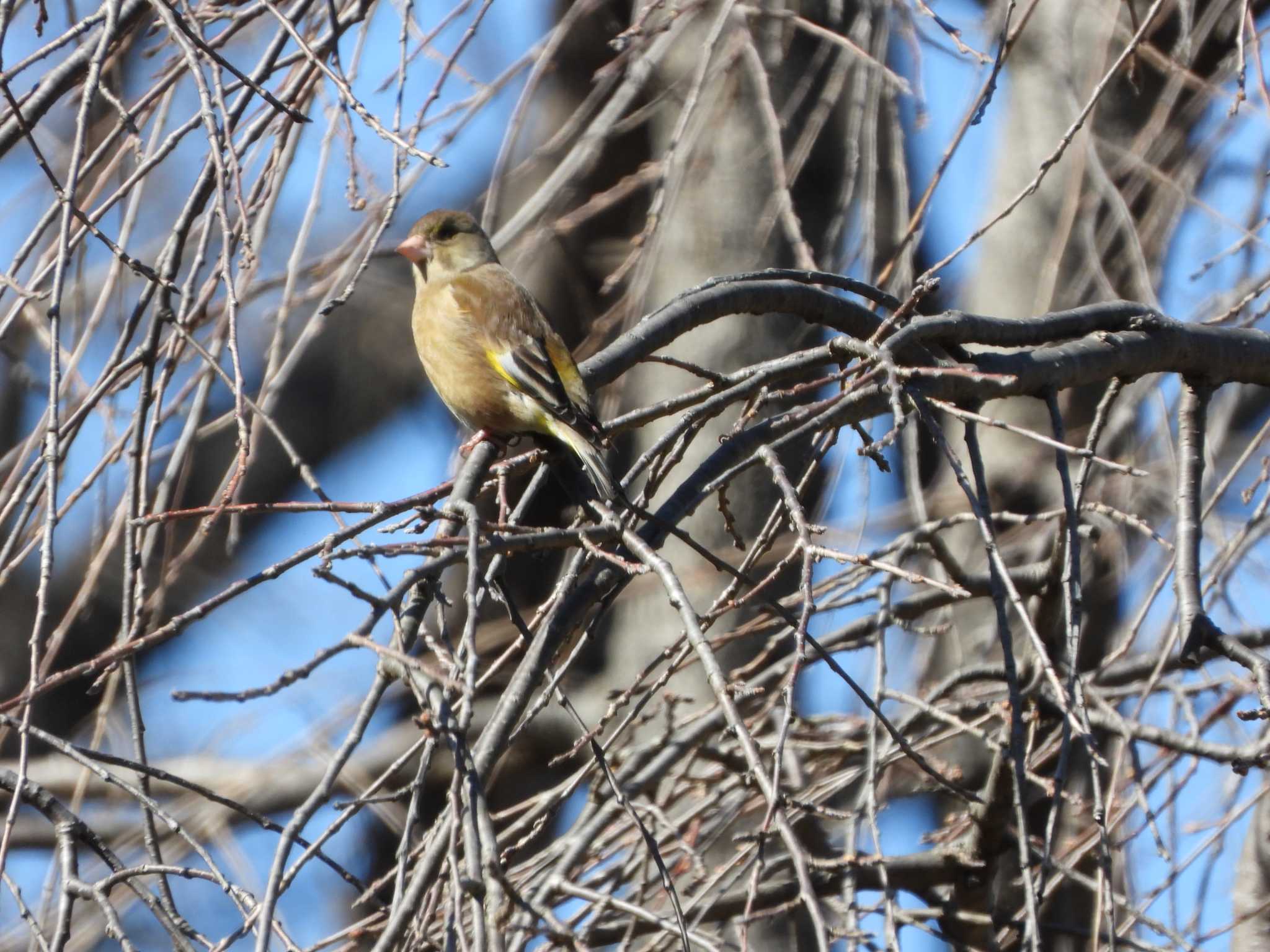 Photo of Grey-capped Greenfinch at Mizumoto Park by ときちゃん（ibis）