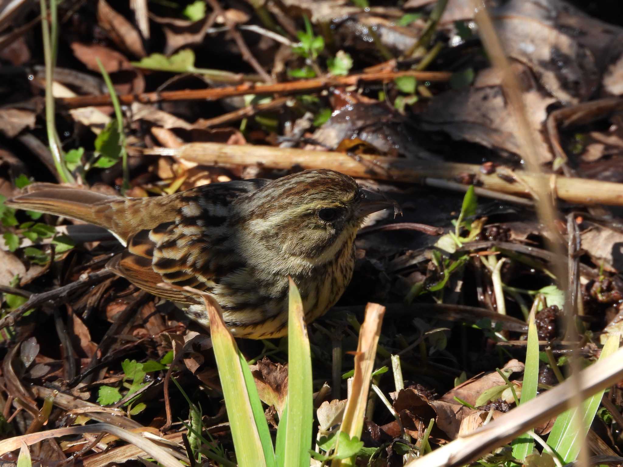 Masked Bunting