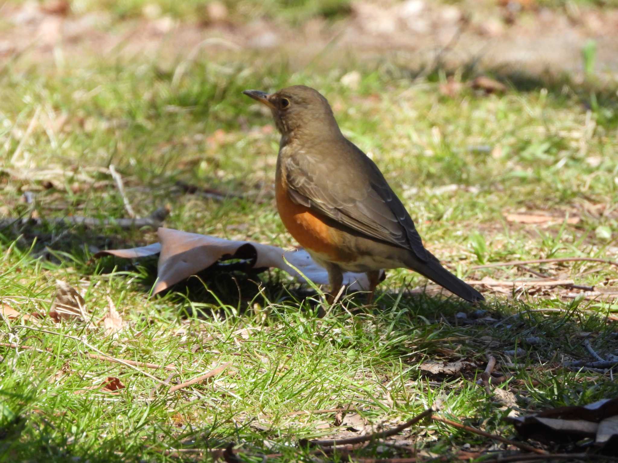 Photo of Brown-headed Thrush at Mizumoto Park by ときちゃん（ibis）