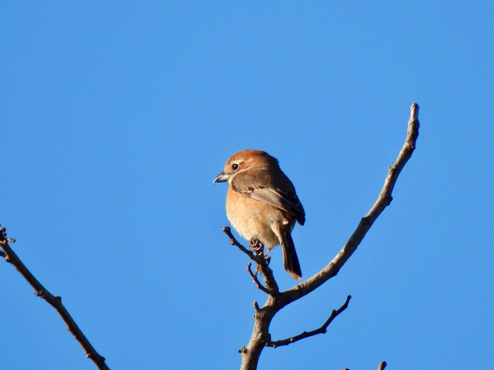 Photo of Bull-headed Shrike at Ooaso Wild Bird Forest Park by K