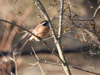 Meadow Bunting Ooaso Wild Bird Forest Park Sat, 3/9/2024