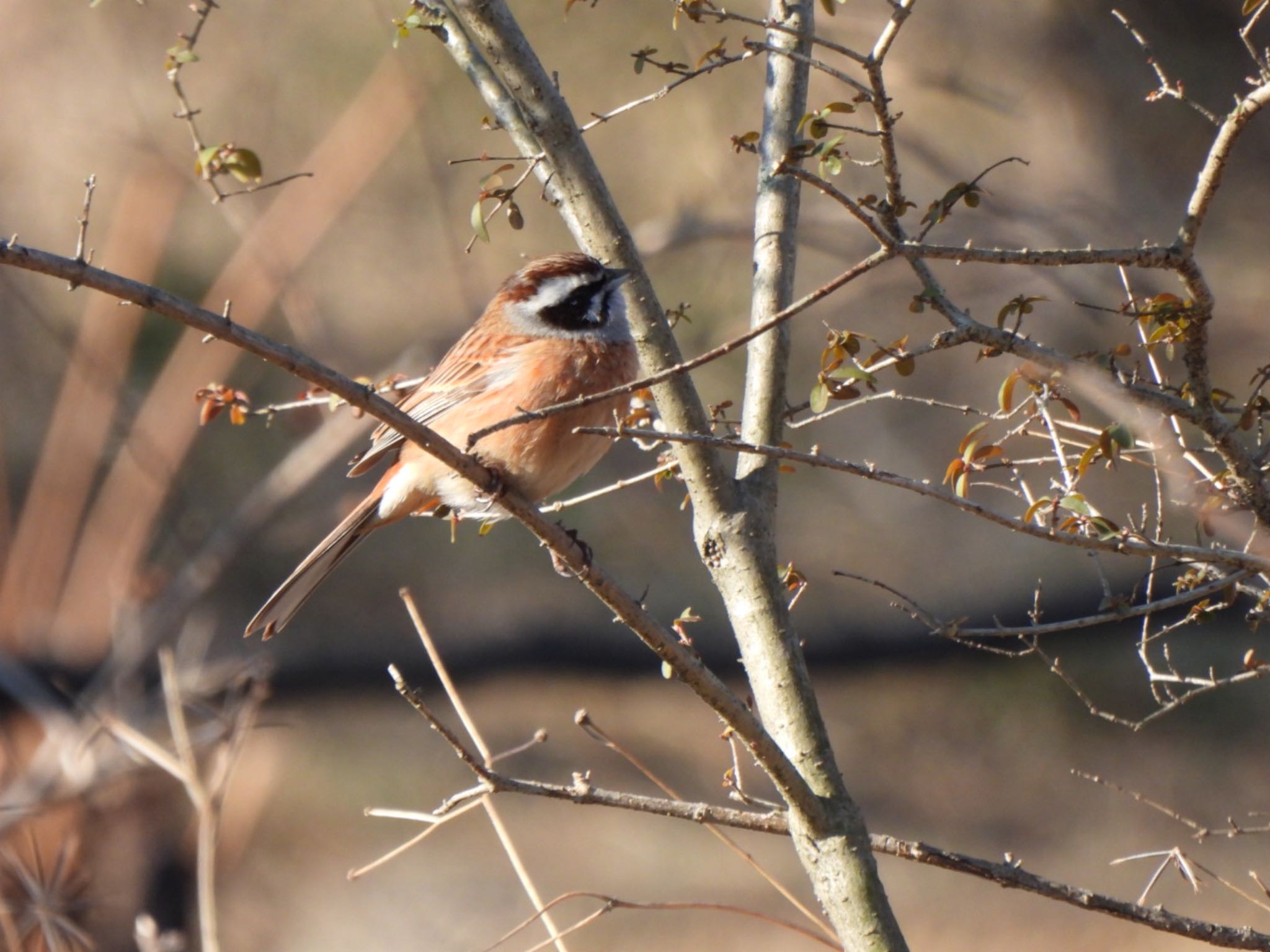 Photo of Meadow Bunting at Ooaso Wild Bird Forest Park by K