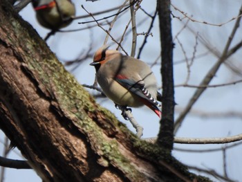 Japanese Waxwing Ooaso Wild Bird Forest Park Sat, 3/9/2024