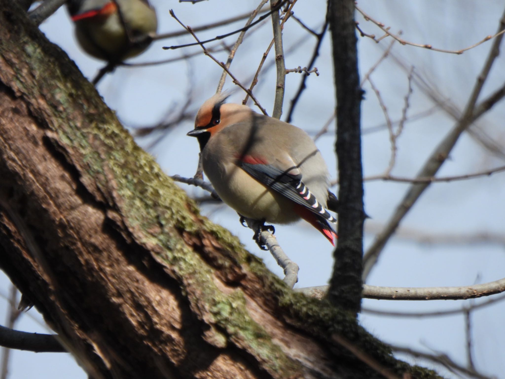 Photo of Japanese Waxwing at Ooaso Wild Bird Forest Park by K