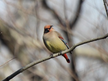 Japanese Waxwing Ooaso Wild Bird Forest Park Sat, 3/9/2024