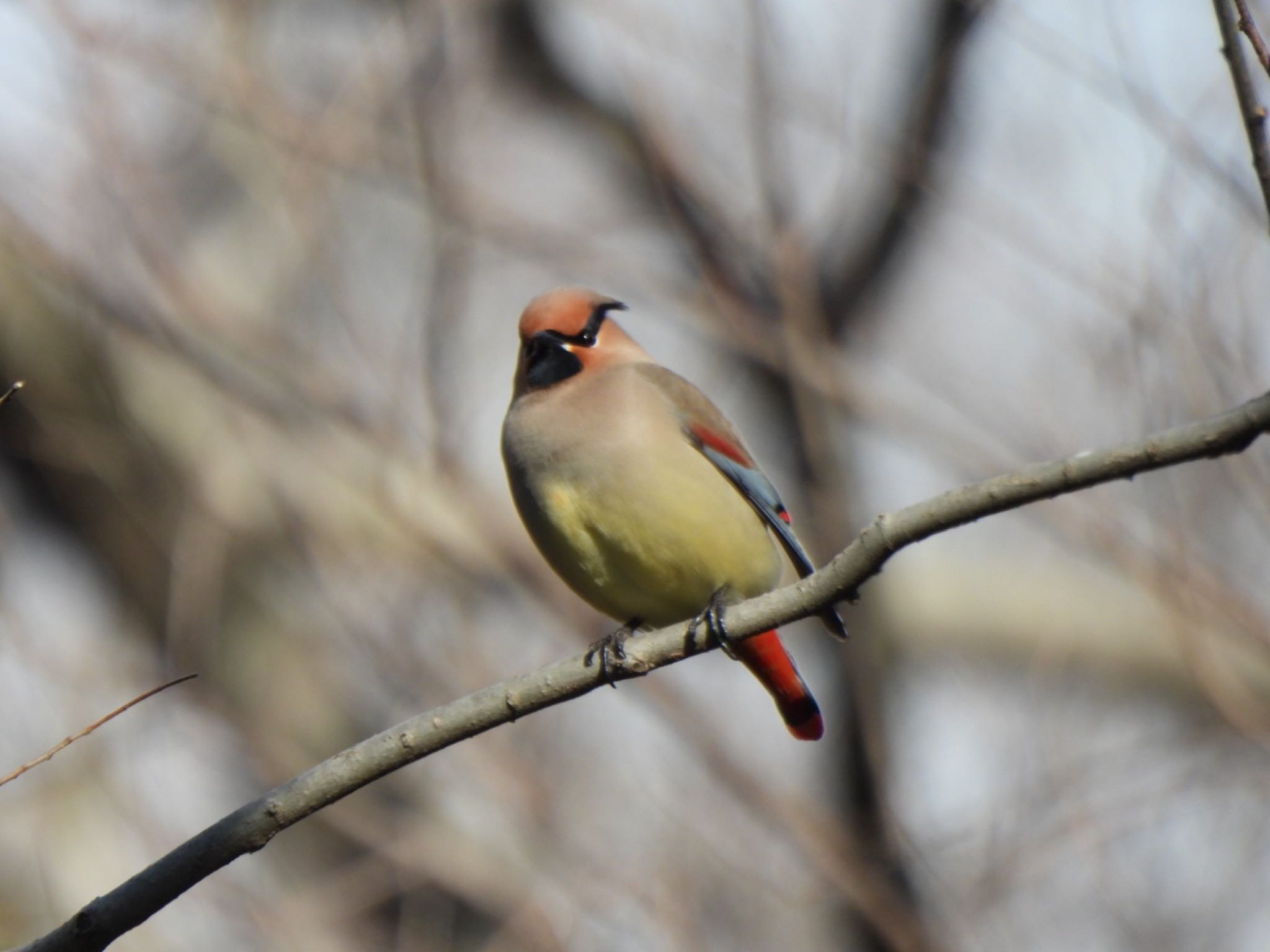 Photo of Japanese Waxwing at Ooaso Wild Bird Forest Park by K