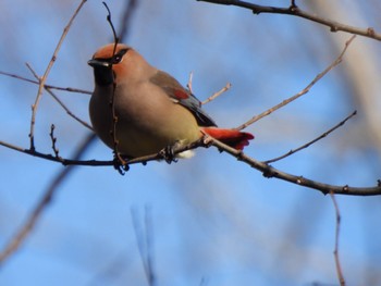 Japanese Waxwing Ooaso Wild Bird Forest Park Sat, 3/9/2024