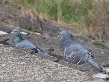 Rock Dove 淀川河川公園 Thu, 3/14/2024