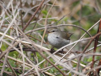 Japanese Bush Warbler 淀川河川公園 Thu, 3/14/2024