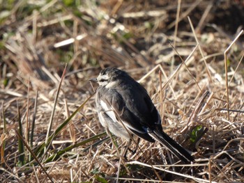 2024年3月10日(日) 羽生中央公園の野鳥観察記録