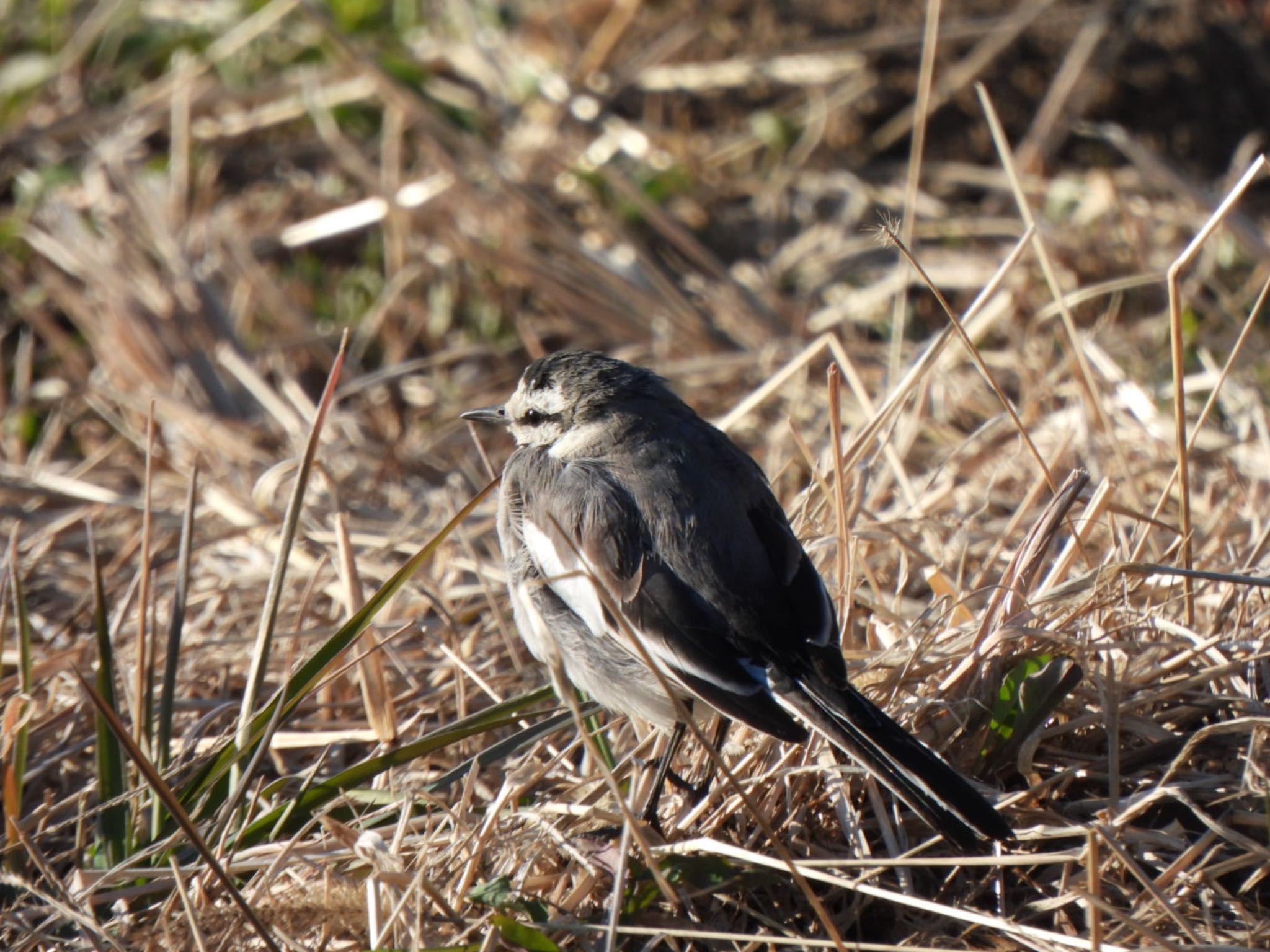 Photo of White Wagtail at 羽生中央公園 by K