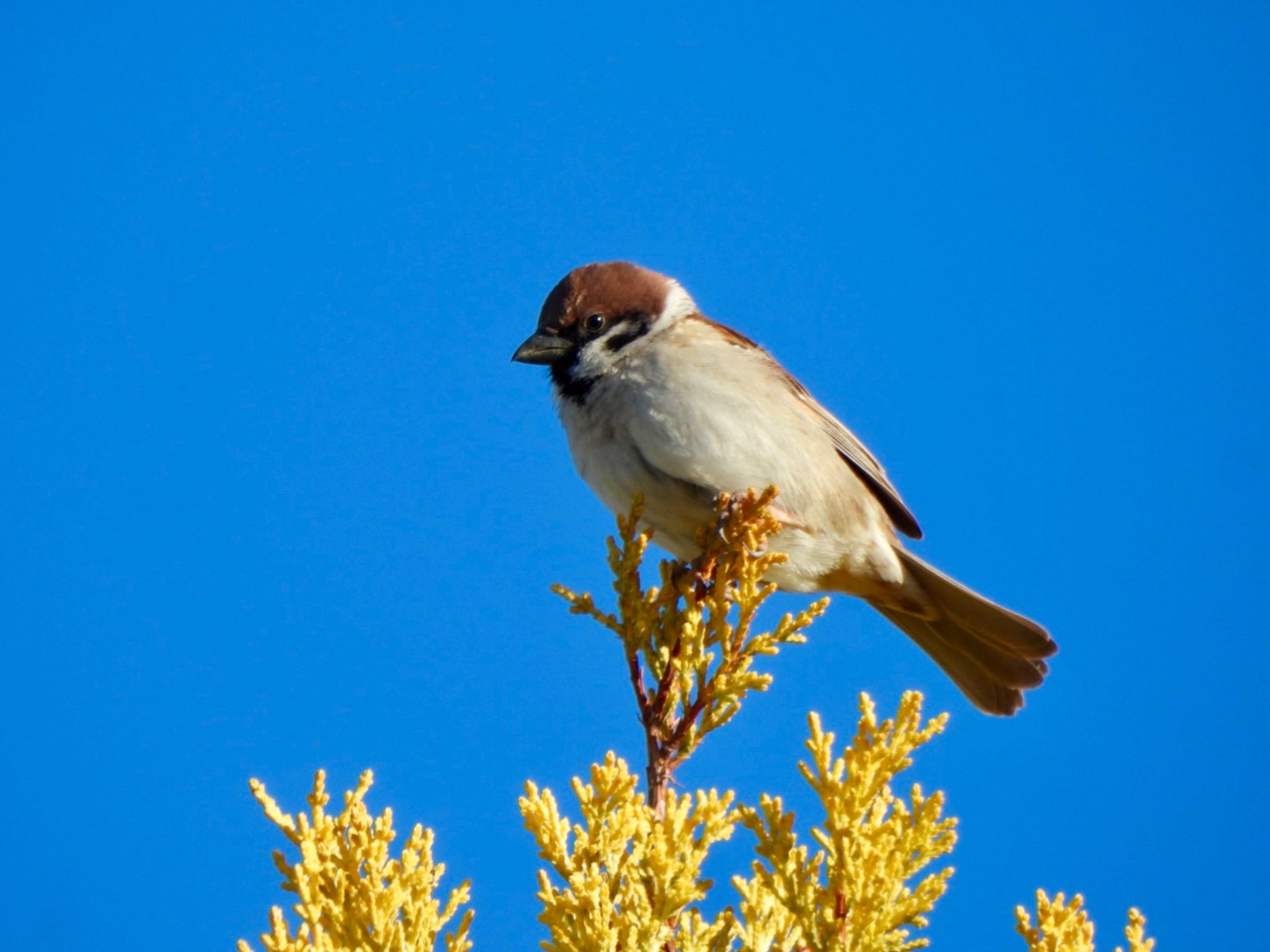 Photo of Eurasian Tree Sparrow at 羽生中央公園 by K