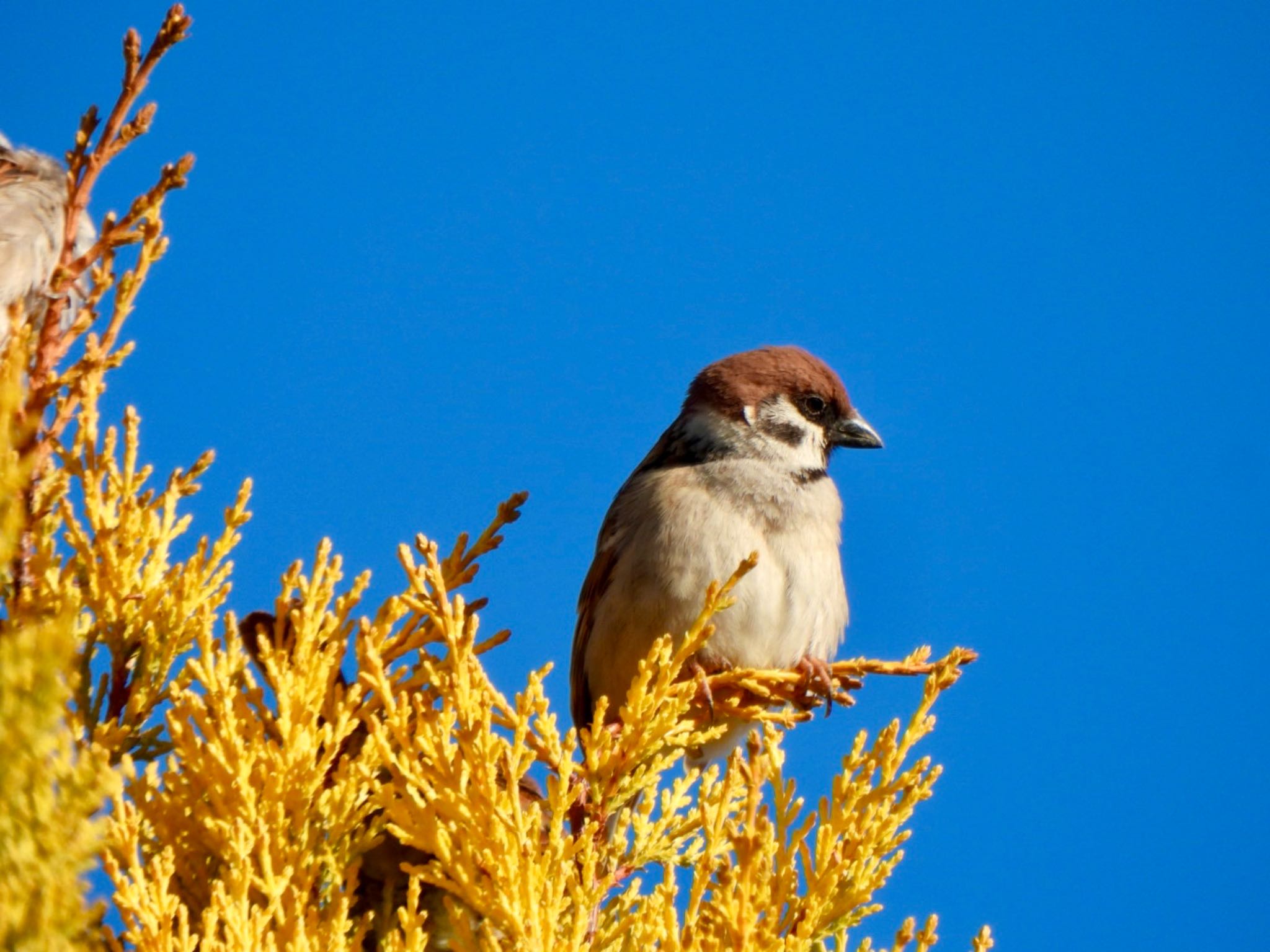 Photo of Eurasian Tree Sparrow at 羽生中央公園 by K