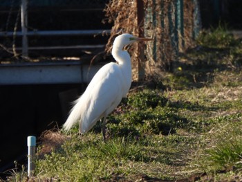 Great Egret 羽生中央公園 Sun, 3/10/2024