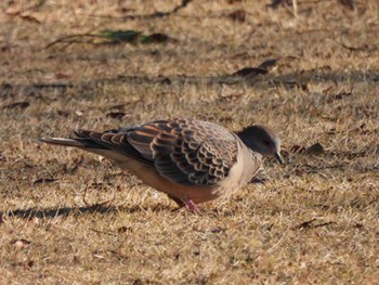 Oriental Turtle Dove 羽生中央公園 Sun, 3/10/2024