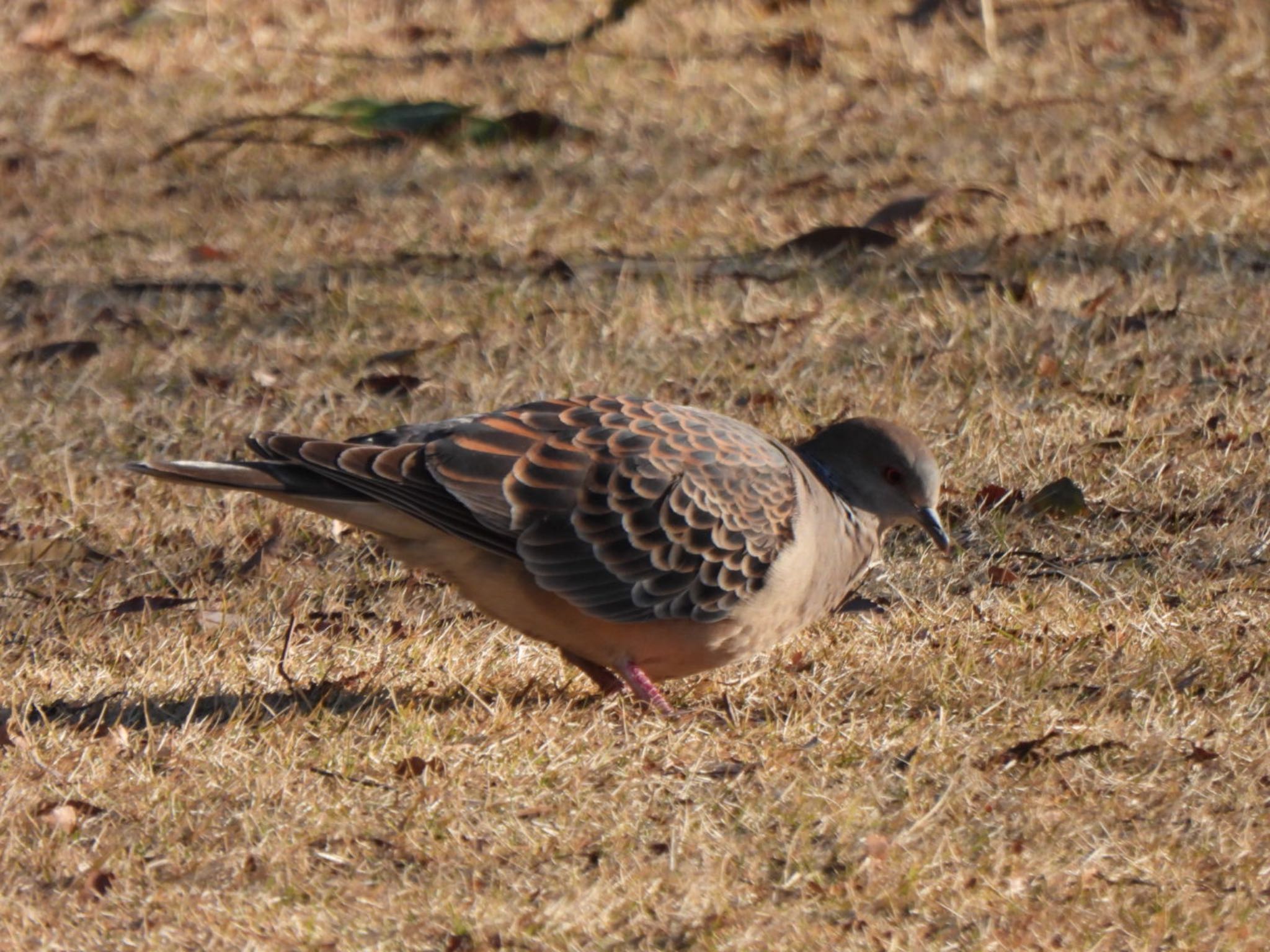 Oriental Turtle Dove