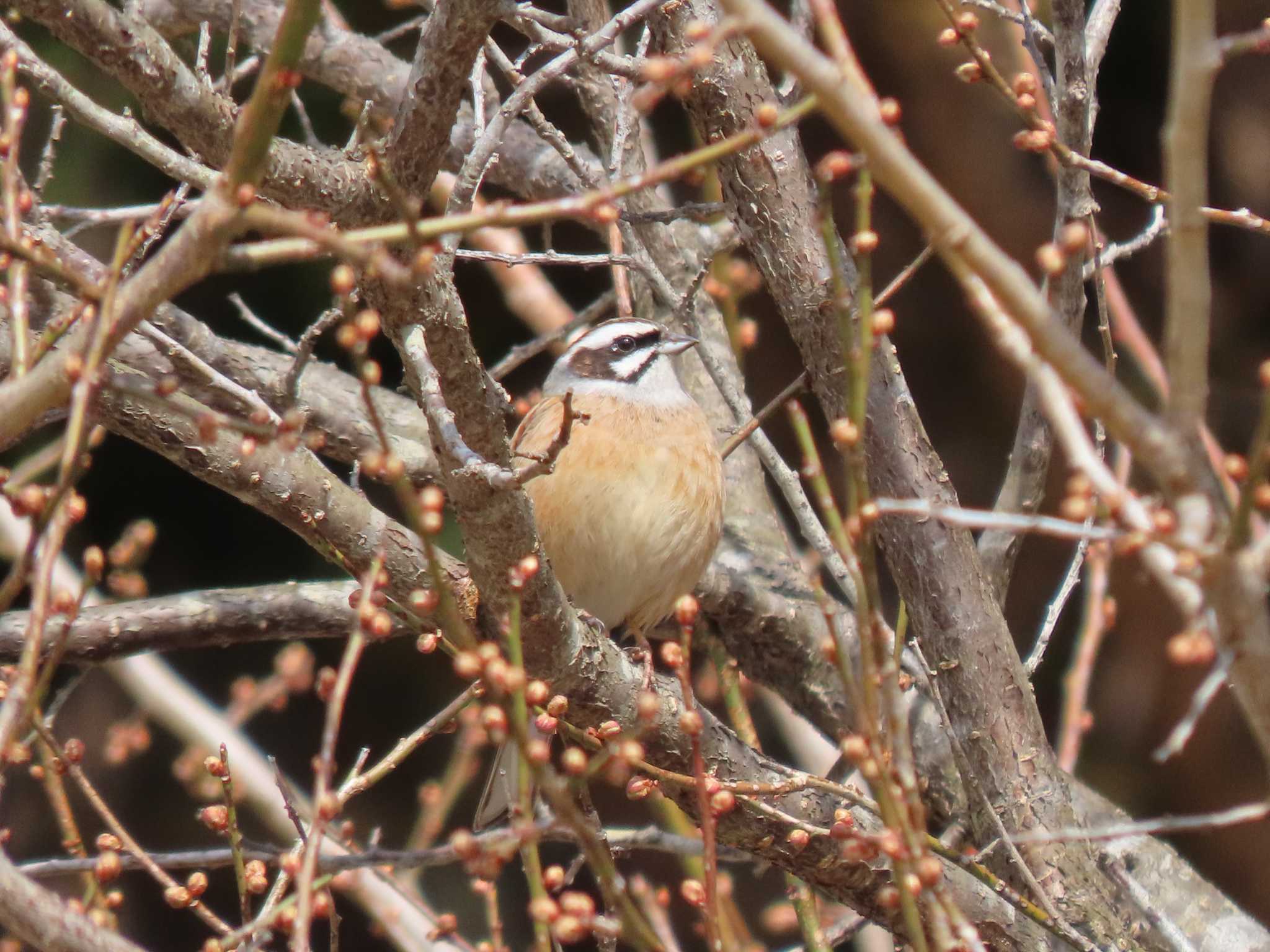 Meadow Bunting