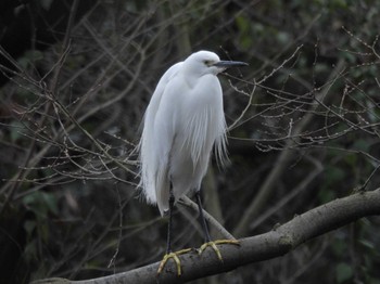 2024年3月25日(月) 京都御苑の野鳥観察記録