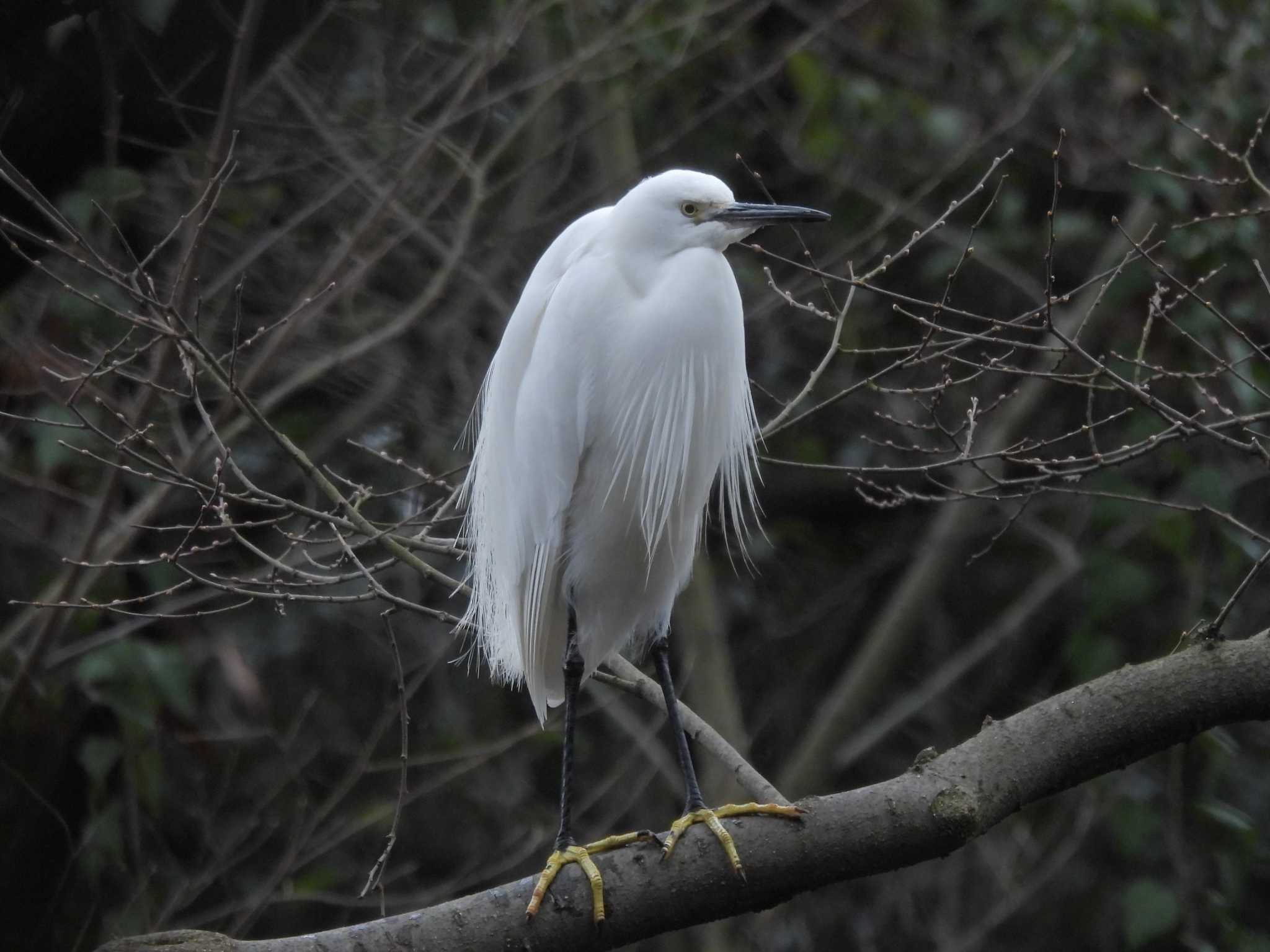 Little Egret