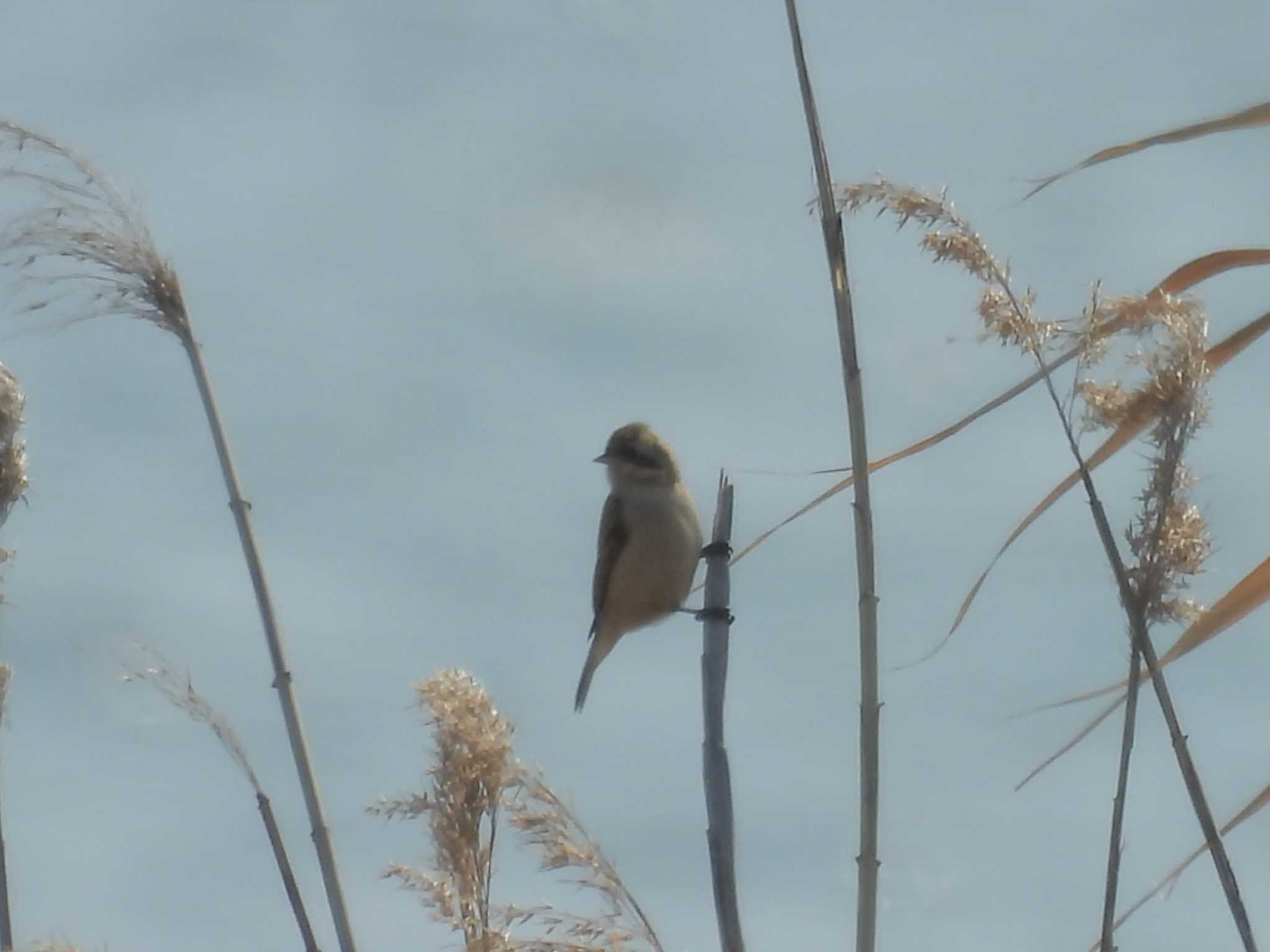 Photo of Chinese Penduline Tit at 淀川河川公園 by ゆりかもめ