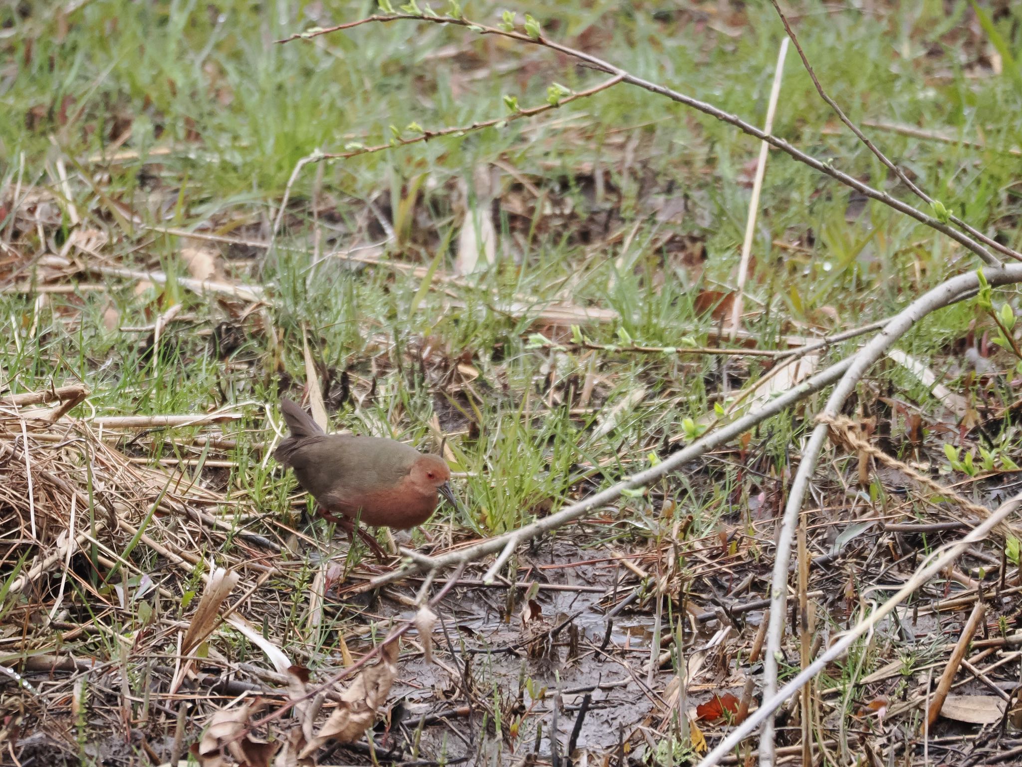 Ruddy-breasted Crake