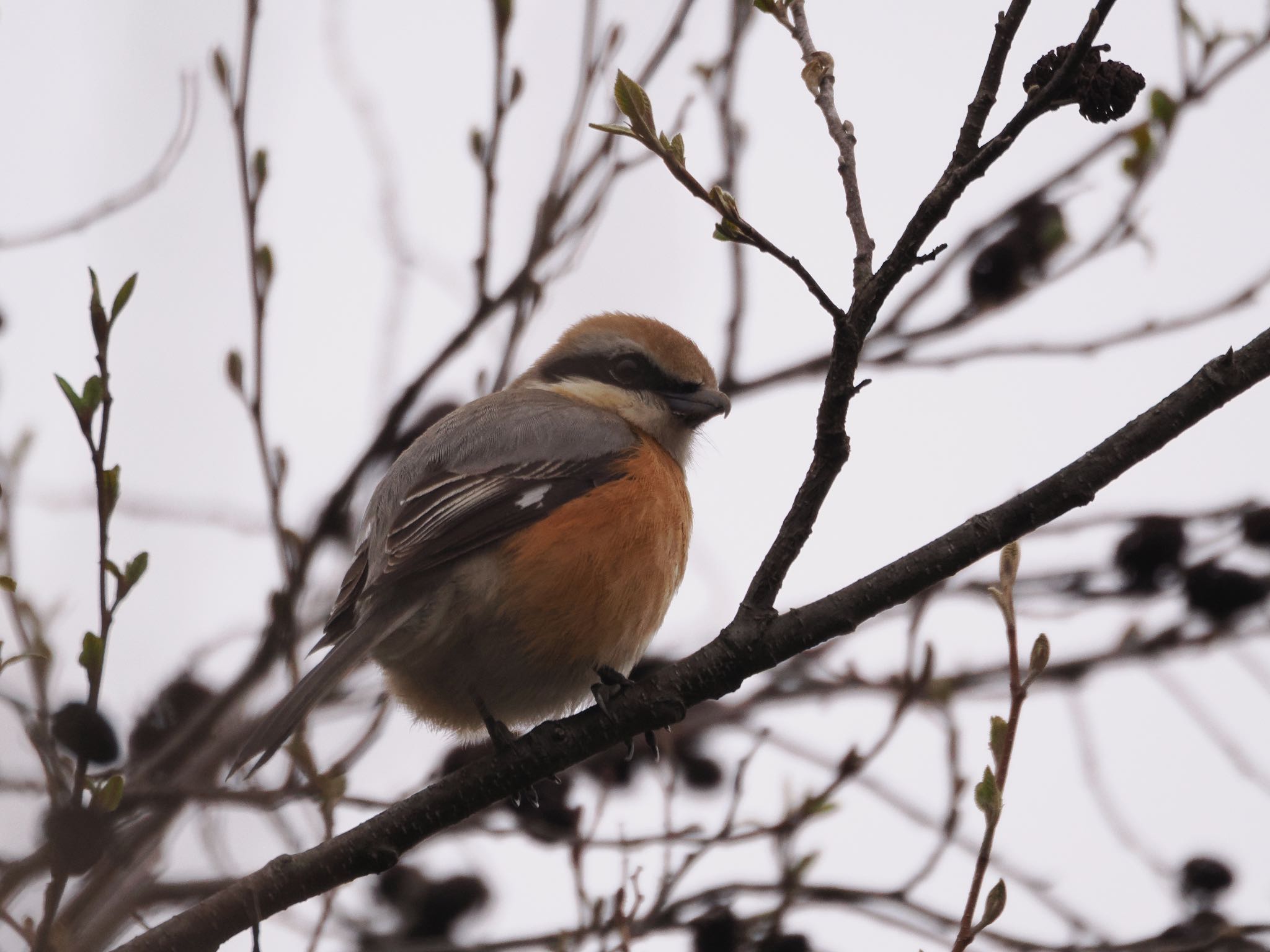 Bull-headed Shrike