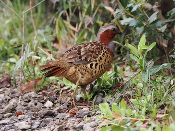 Chinese Bamboo Partridge Maioka Park Sun, 3/24/2024