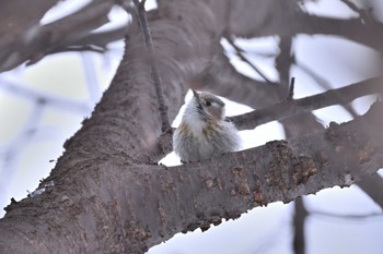 Japanese Pygmy Woodpecker(seebohmi) Makomanai Park Thu, 3/21/2024