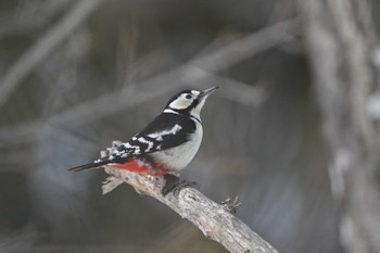 Great Spotted Woodpecker(japonicus) Makomanai Park Thu, 3/21/2024