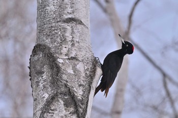 Black Woodpecker Makomanai Park Fri, 3/22/2024