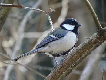 Japanese Tit 京都御所 Fri, 3/22/2024