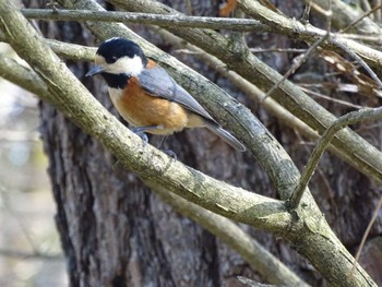 Varied Tit 京都御所 Fri, 3/22/2024