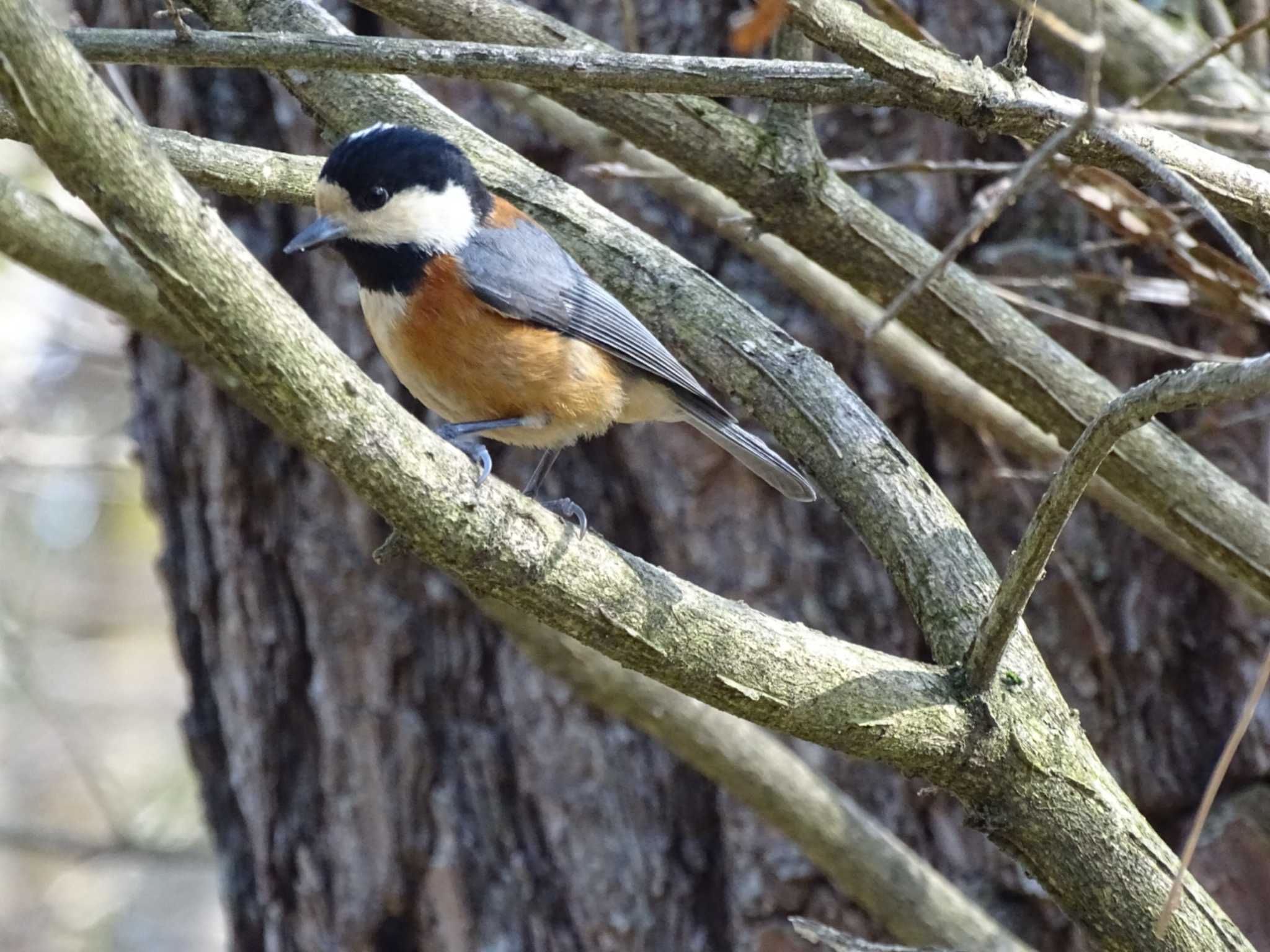 Photo of Varied Tit at 京都御所 by アカウント16296