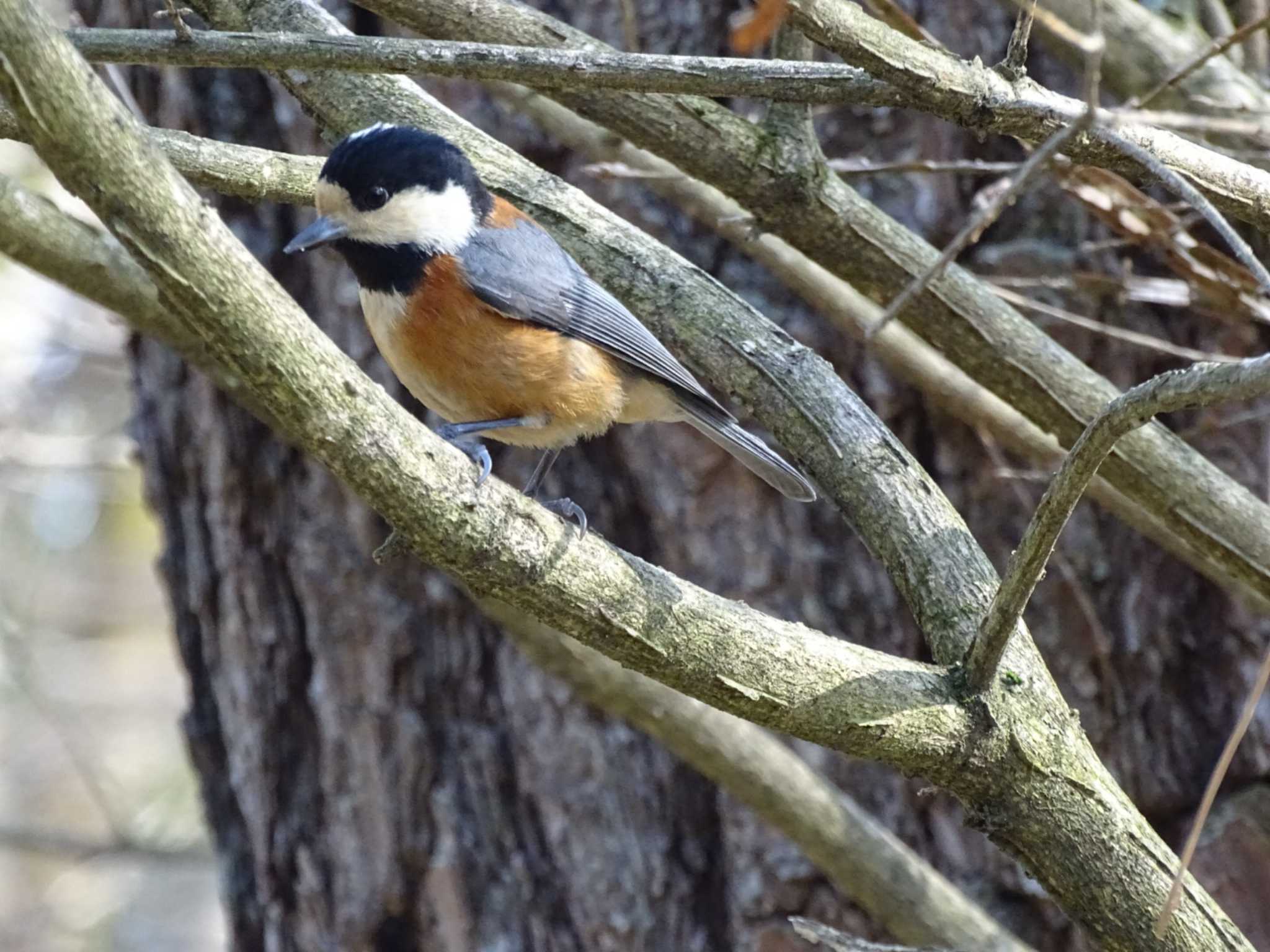 Varied Tit