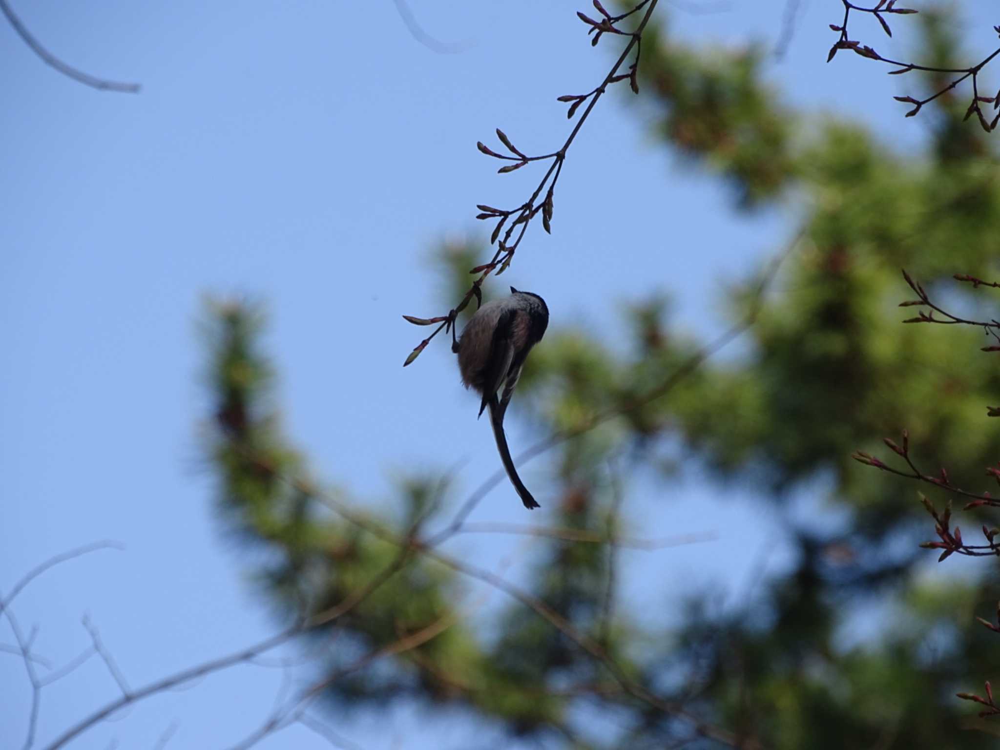 Long-tailed Tit