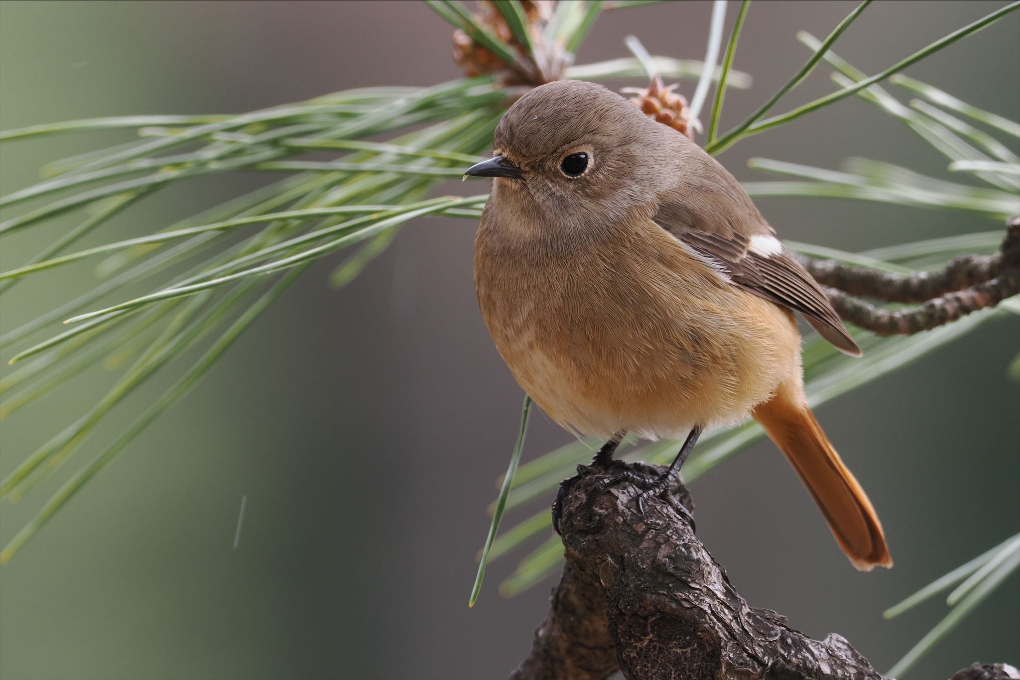 Photo of Daurian Redstart at Rikugien Garden by とりとり