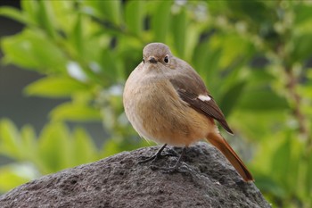 ジョウビタキ 六義園 2024年3月23日(土)