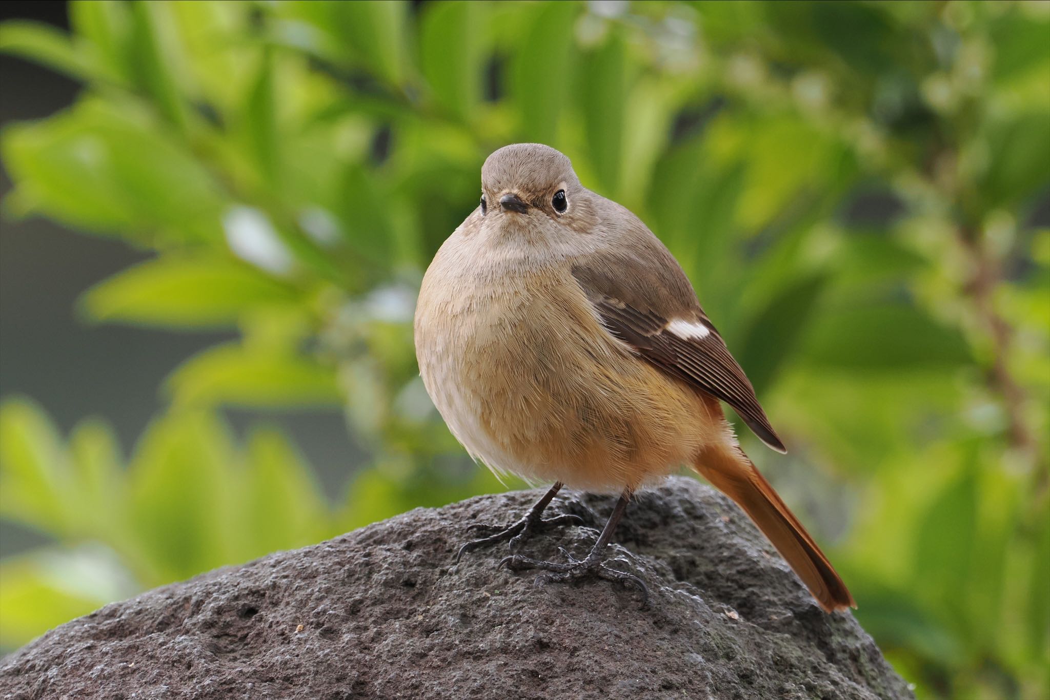 六義園 ジョウビタキの写真 by とりとり