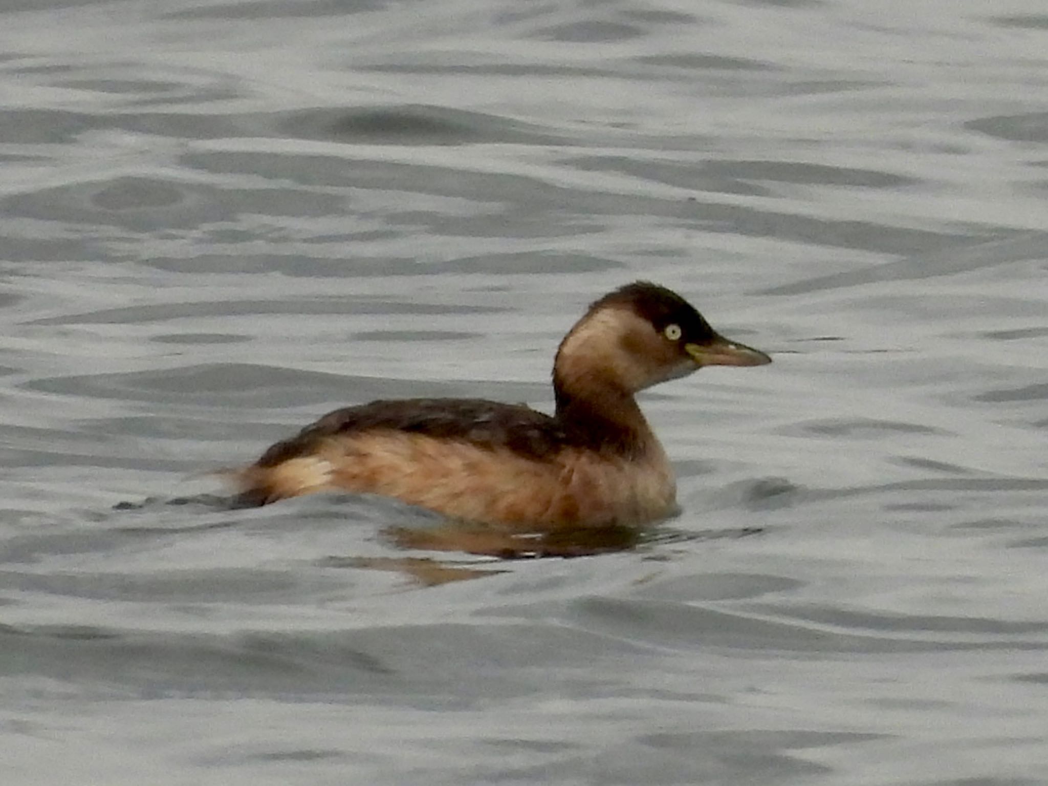 Little Grebe