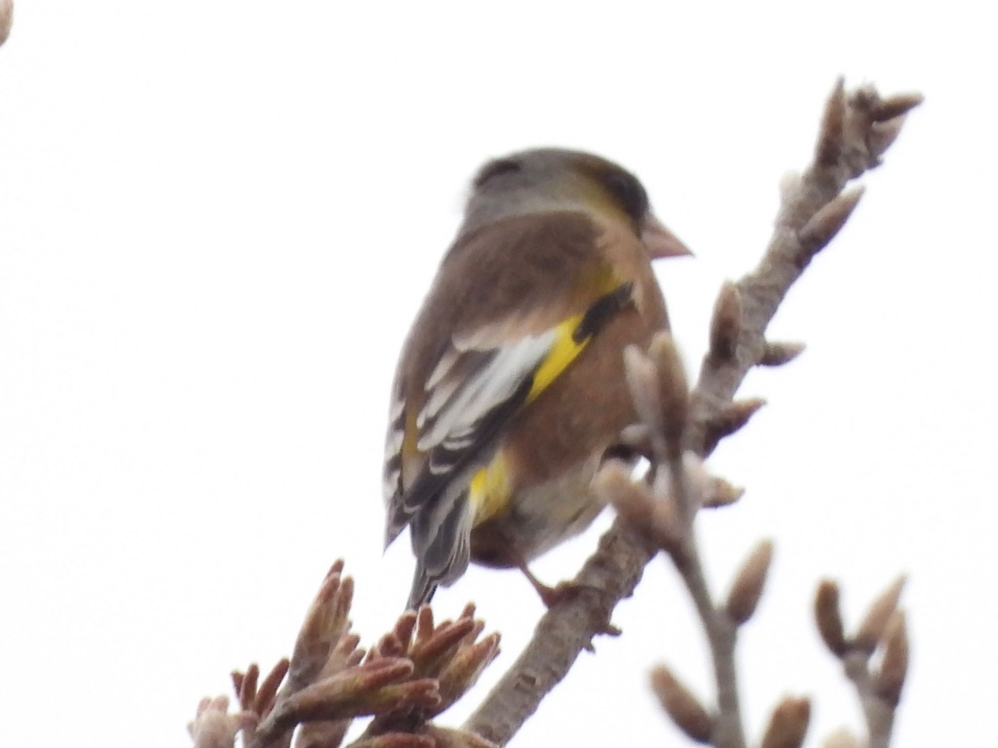 Photo of Grey-capped Greenfinch at 彩湖 by くー