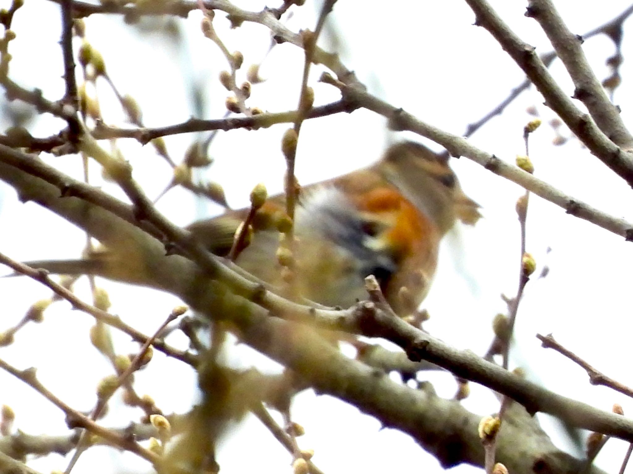 Brambling