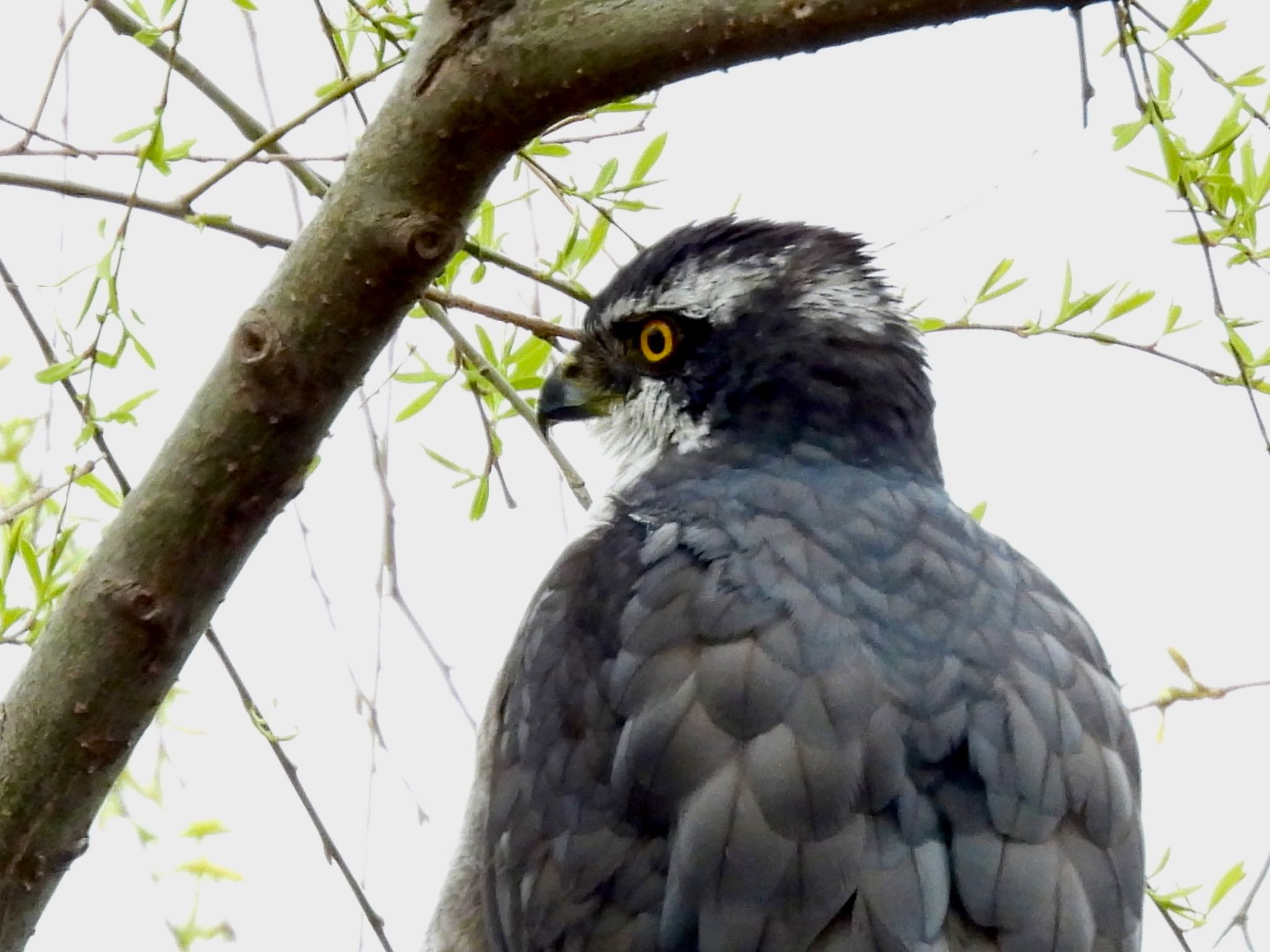 Eurasian Goshawk