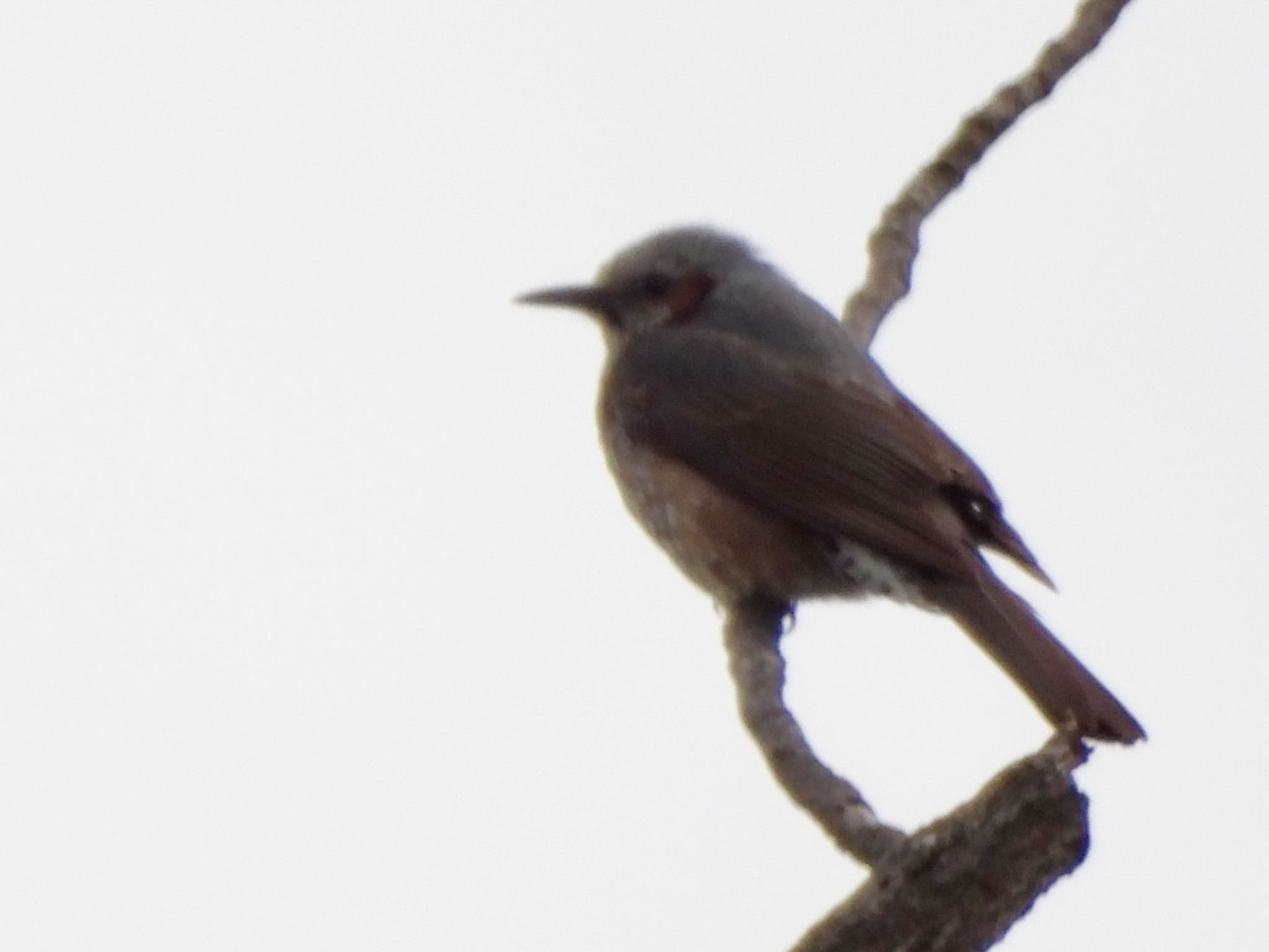 Brown-eared Bulbul