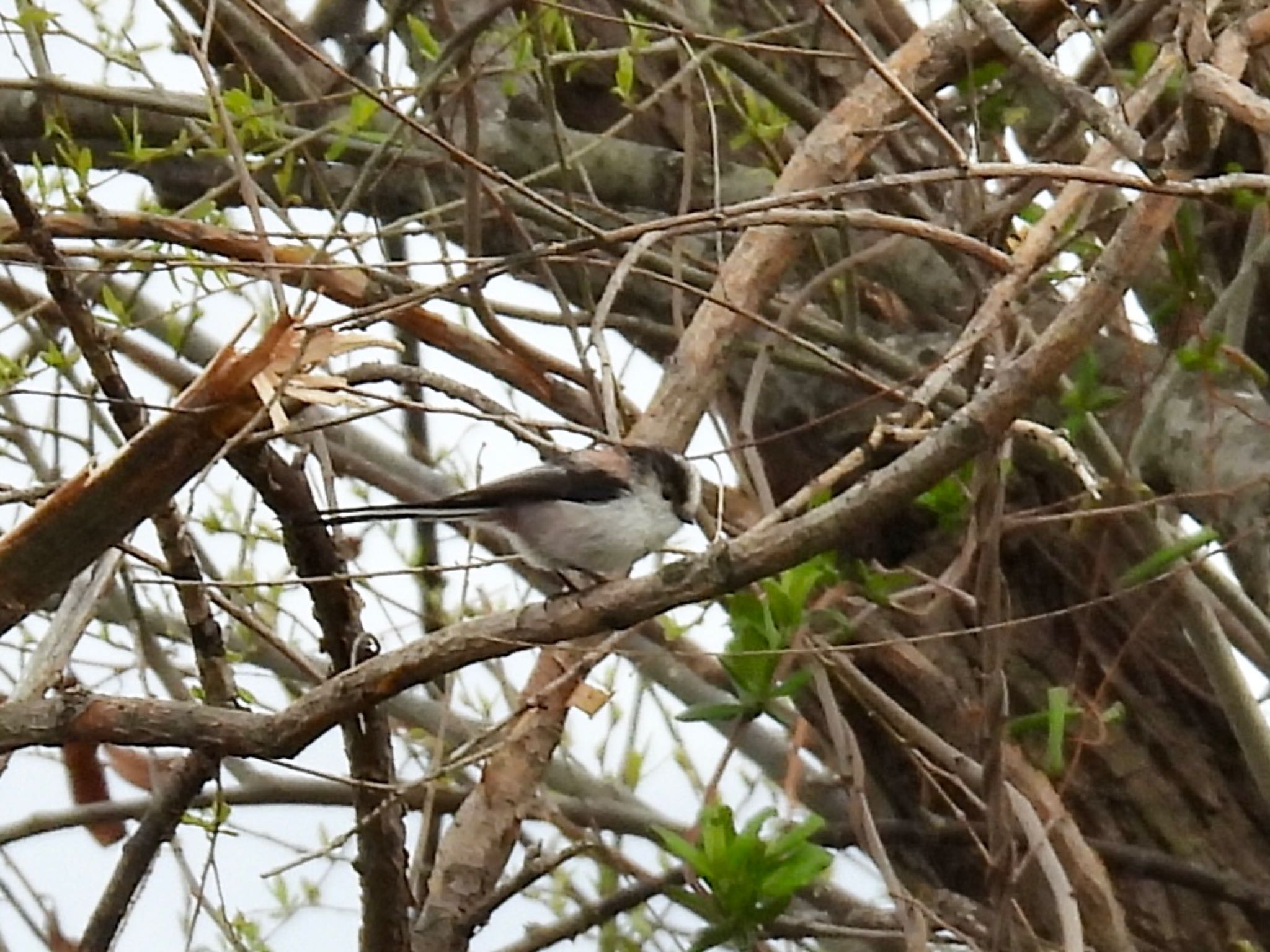 Photo of Long-tailed Tit at 彩湖 by くー