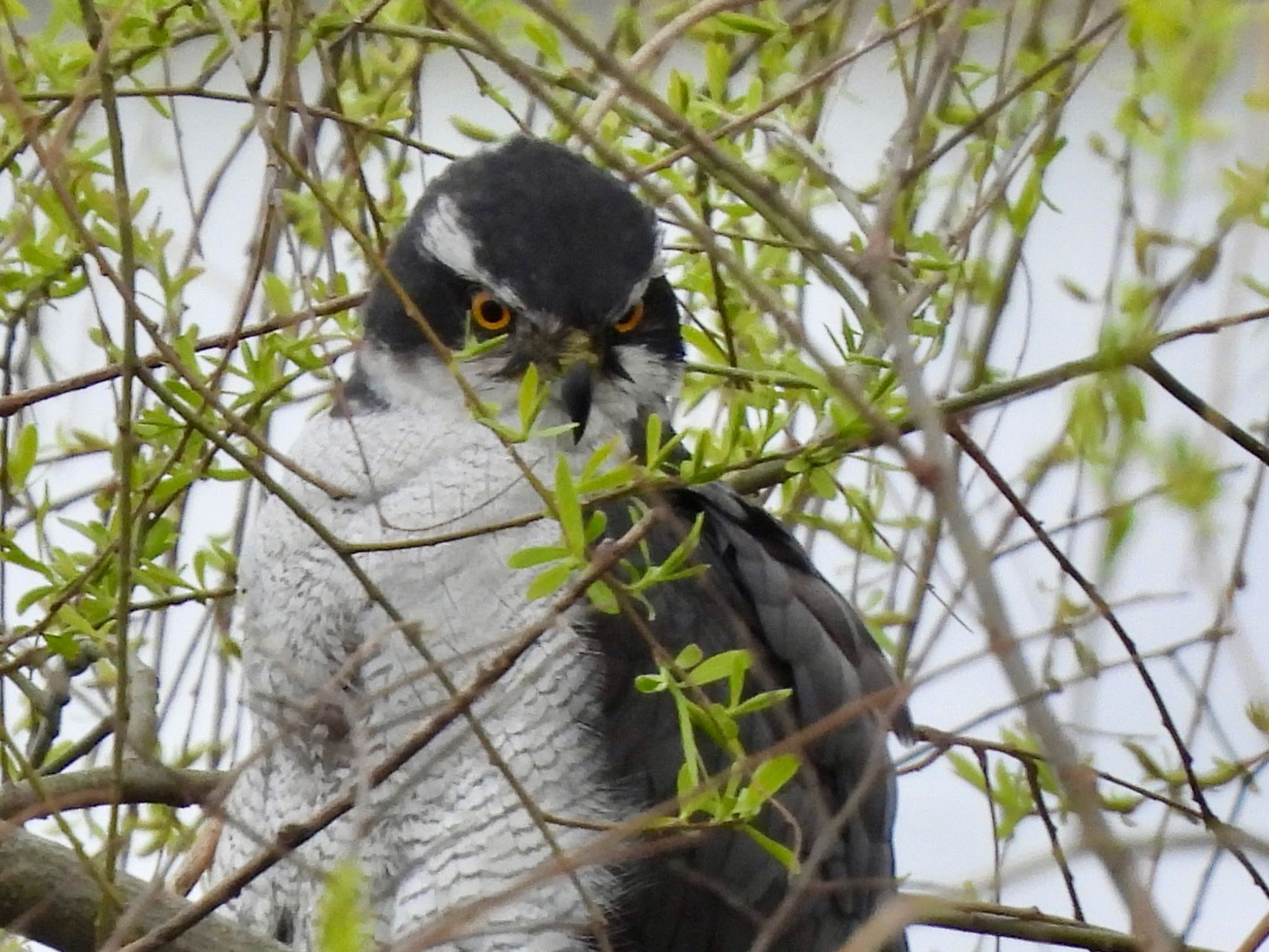 Eurasian Goshawk