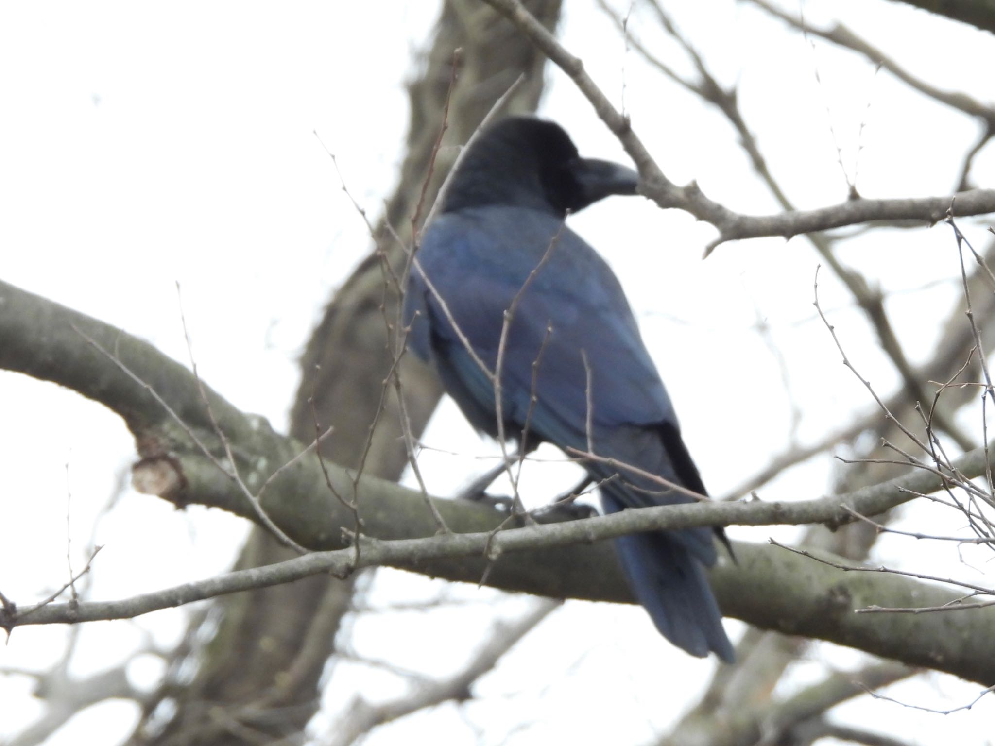 Photo of Large-billed Crow at 彩湖 by くー