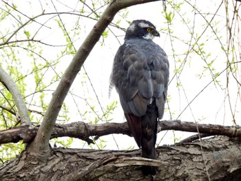 Sun, 3/24/2024 Birding report at 彩湖