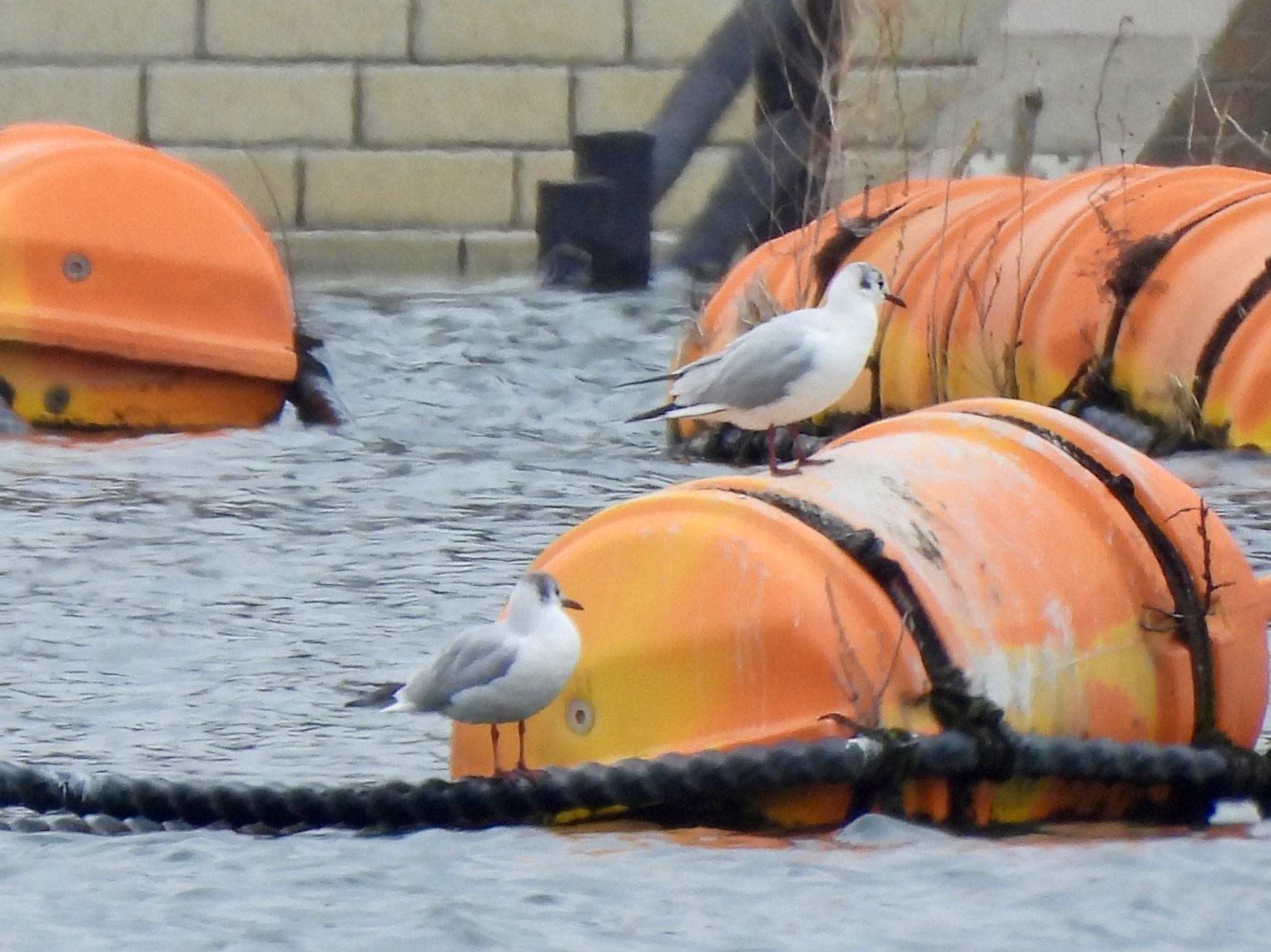 Photo of Black-headed Gull at 彩湖 by くー