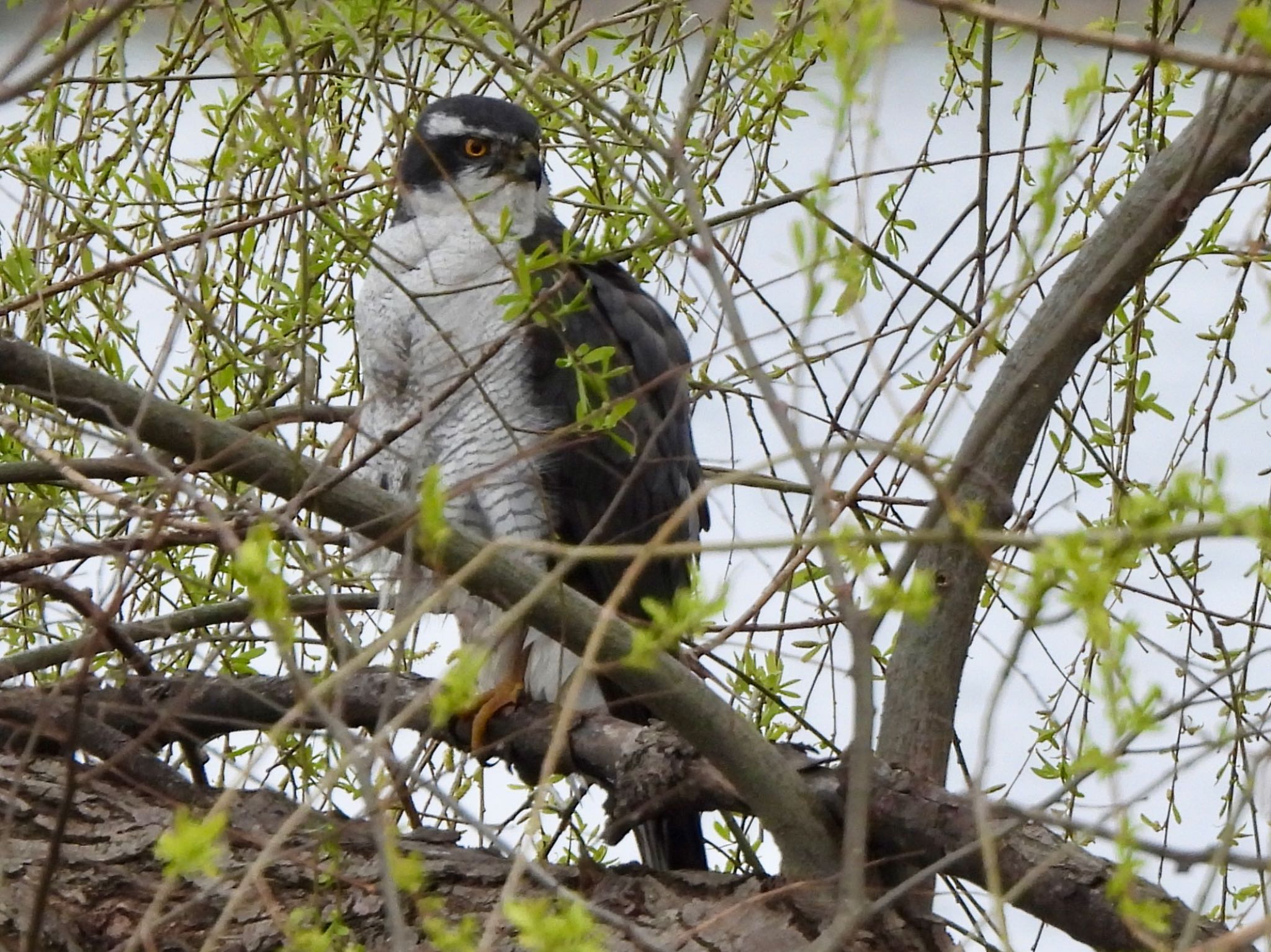 Eurasian Goshawk